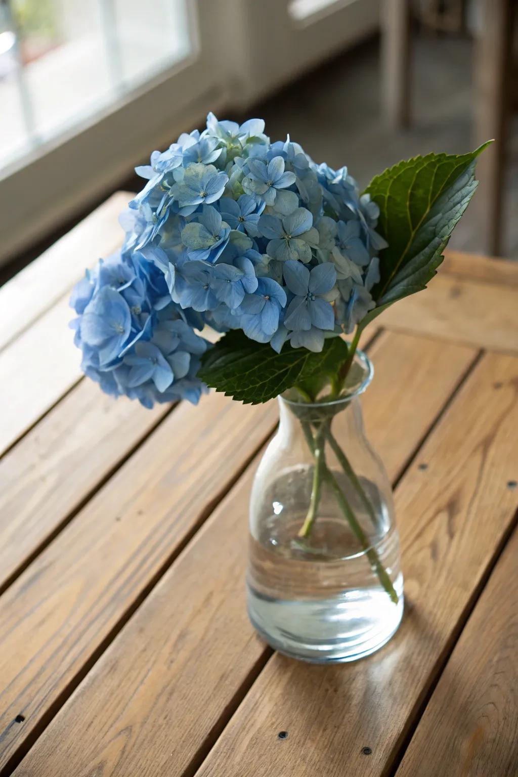 A single blue hydrangea in a glass vase offers a simple yet graceful display.