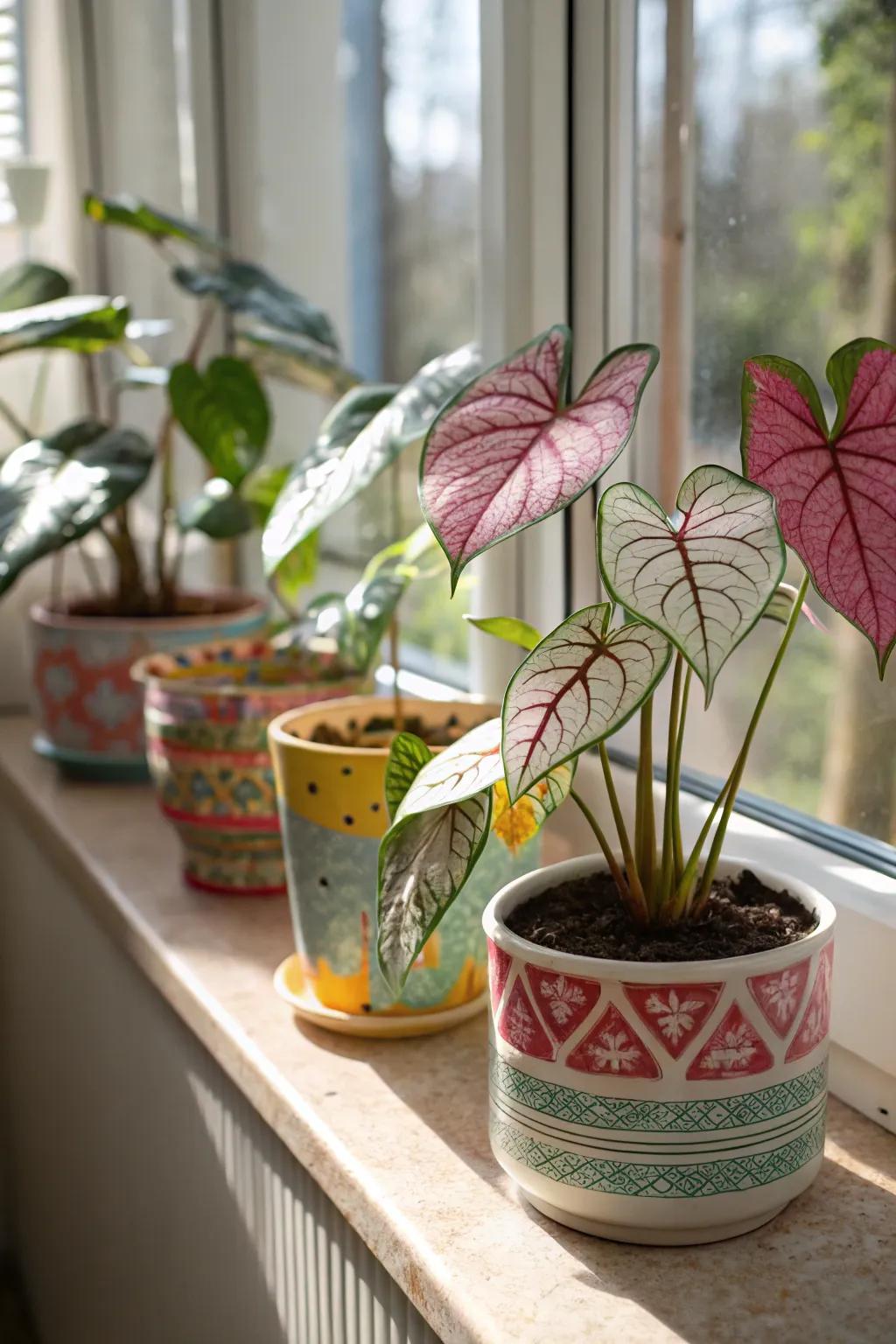 Caladiums nestled in vibrant vessels infuse any chamber with lively energy.