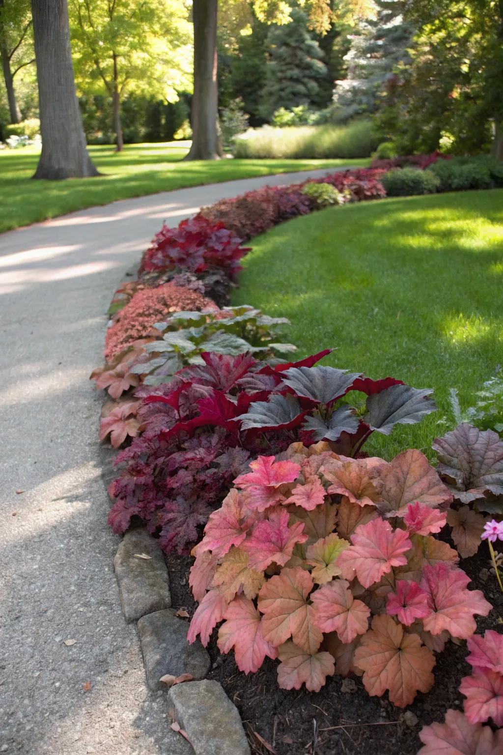 Huecheras, in their diverse colors, fashion a captivating border alongside a garden path.