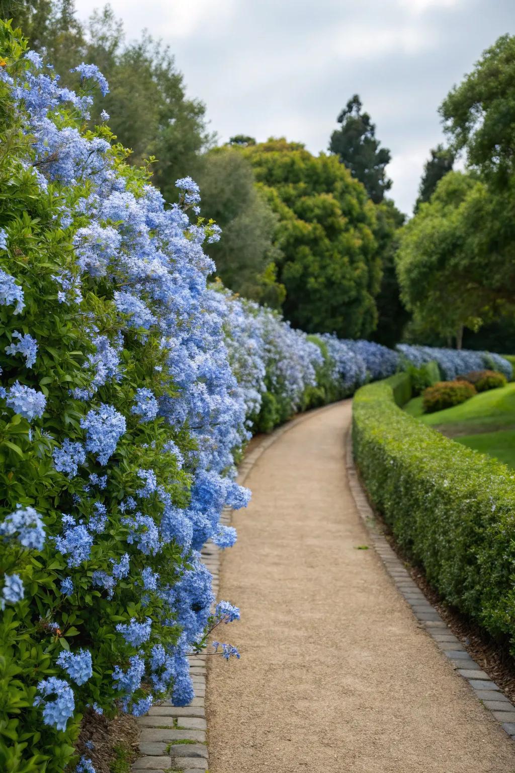 A lively boundary of cerulean blossom blooms elegantly lines a captivating garden walkway.
