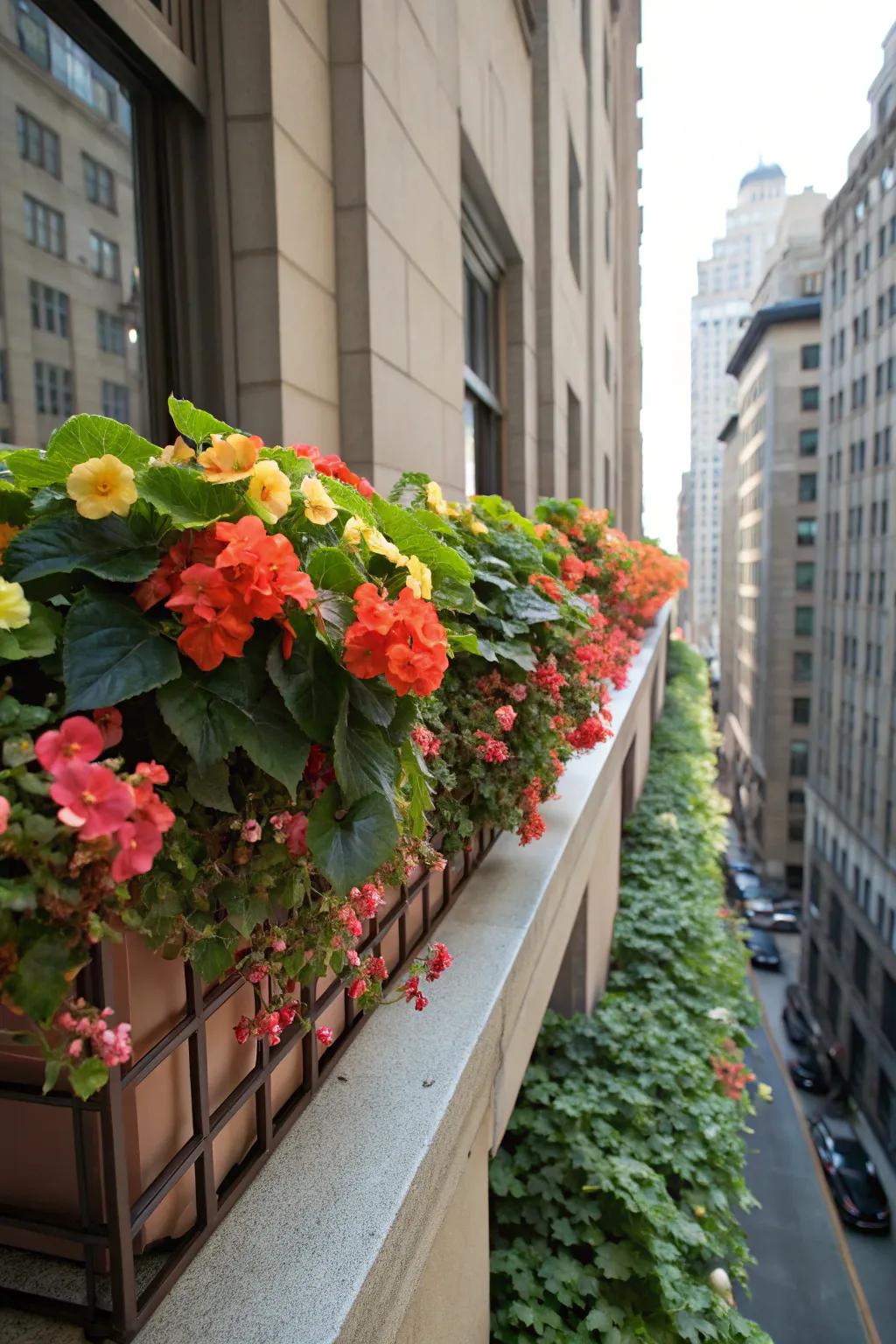 Begonias infuse a bright burst of color into shady window boxes.