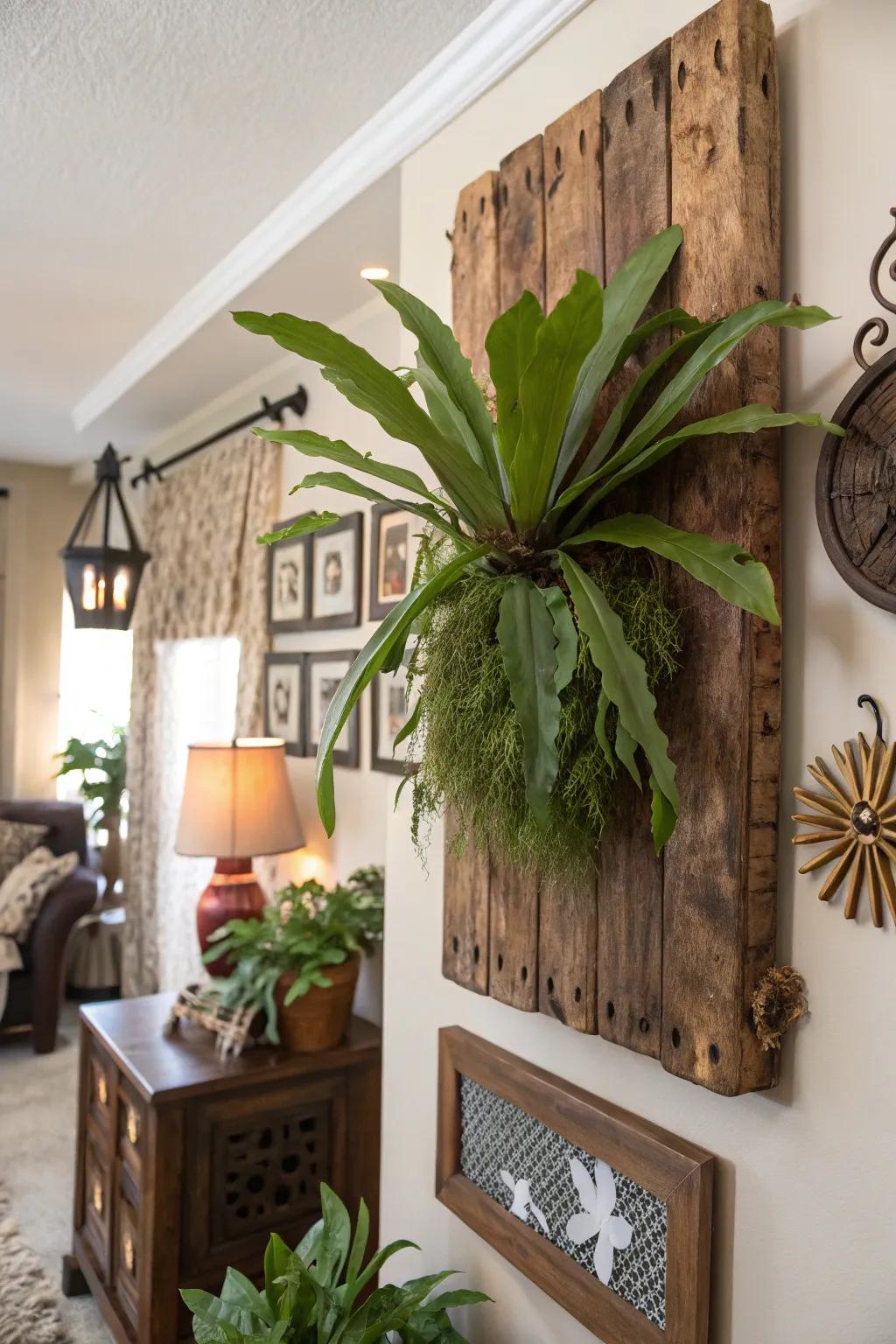 A natural wood plank serves as the ideal canvas for a staghorn fern display.