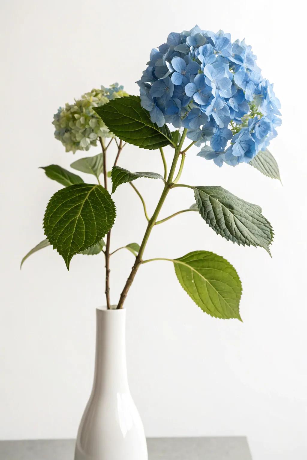 Minimal style showcasing a solitary blue hydrangea stem.