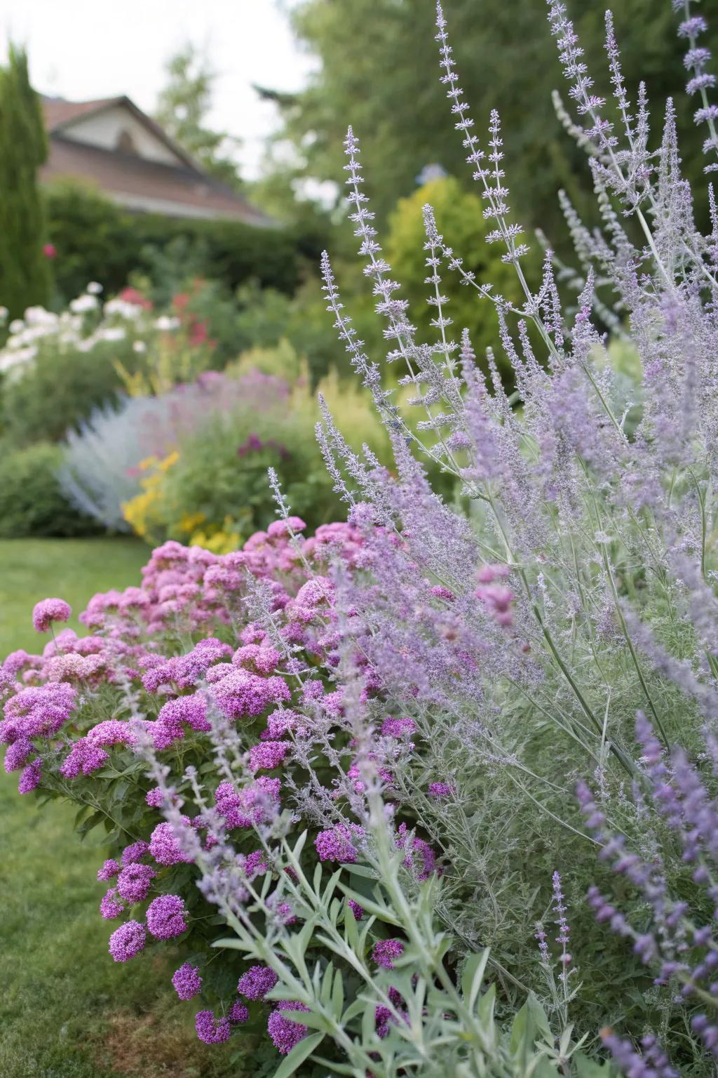 Perovskia atriplicifolia and summer lilac present a captivating layered aesthetic.