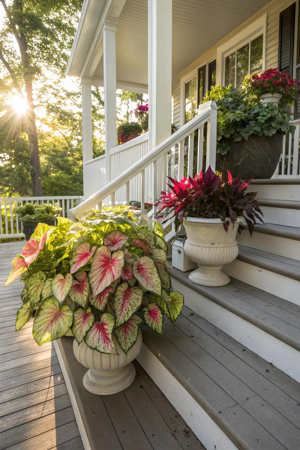 Exterior planters render caladiums a central feature within your garden.