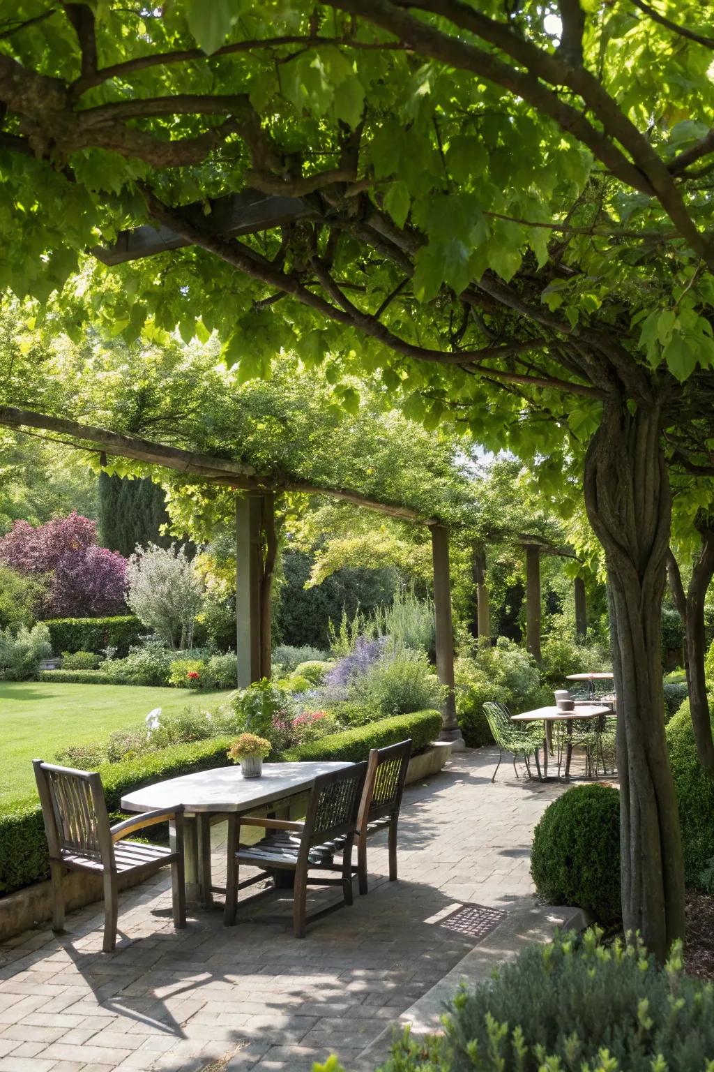Low upkeep trees offer shade and boost solitude effortlessly.