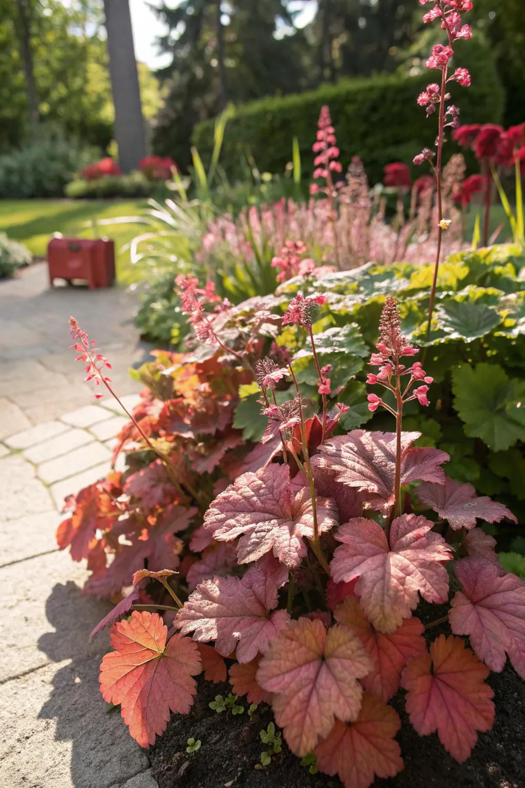 Huecheras thrive even in sunny spots, revealing their adaptability and vibrant hues.
