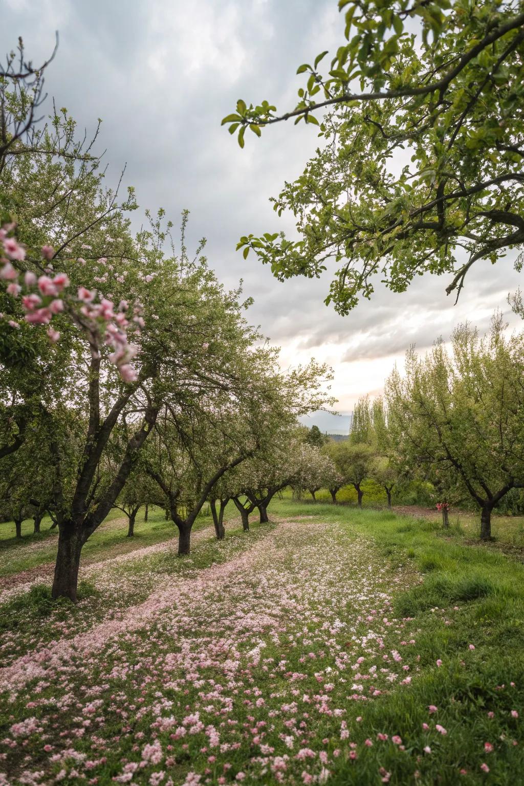 Fruit-bearing trees providing charm and bounty.