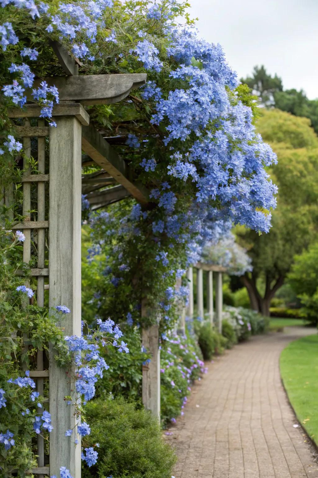 A garden framework adorned with ascending cerulean blossom blooms.
