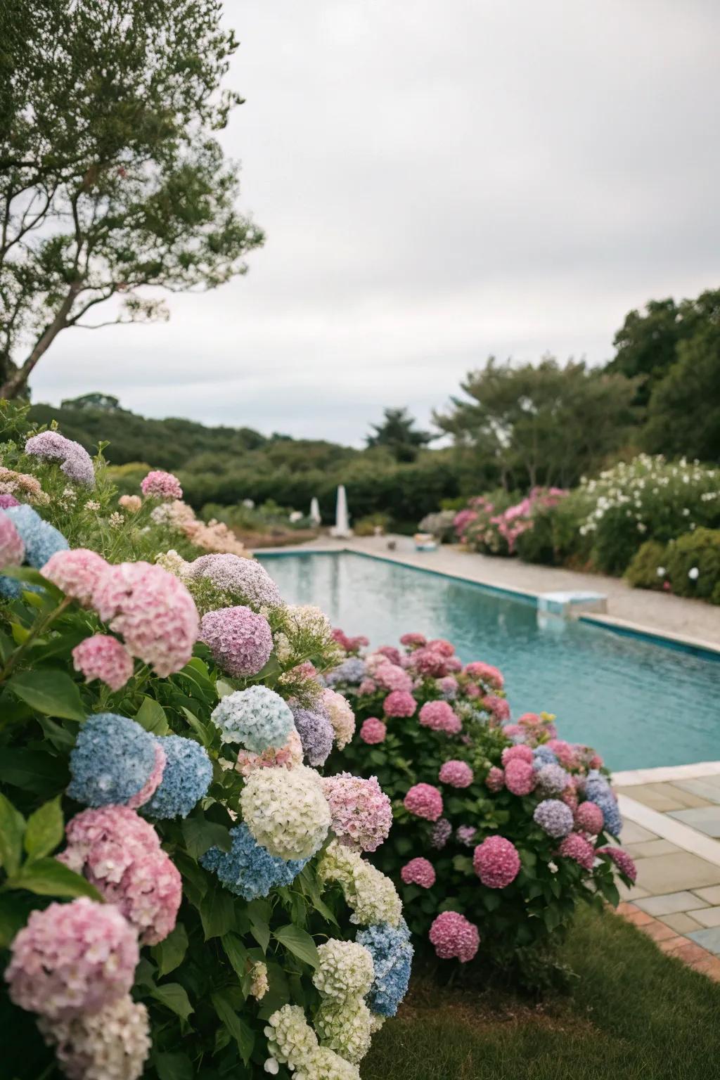 Hydrangeas provide a dramatic floral display by the poolside.