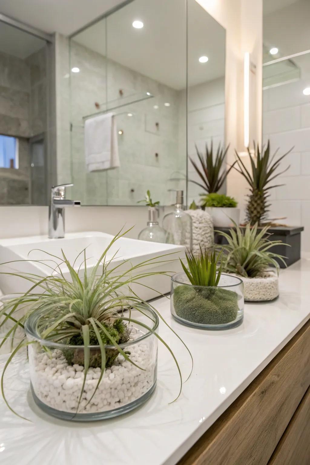 Air plants in glass containers bring a minimalist and chic feel to your space.