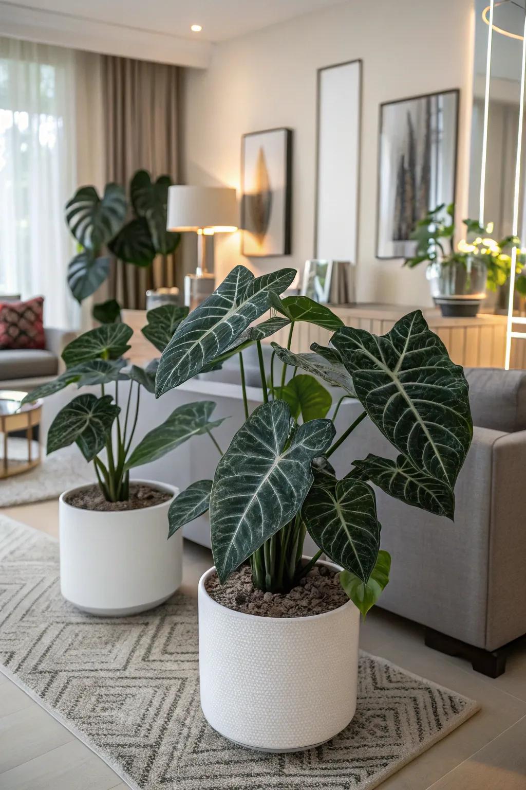 A monochromatic visual featuring caladiums cultivates a serene ambiance.