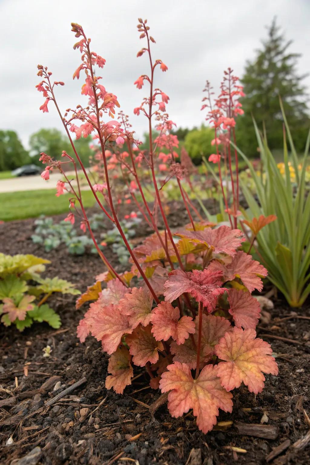 Ground cover amplifies the lively shades of huecheras in the garden.
