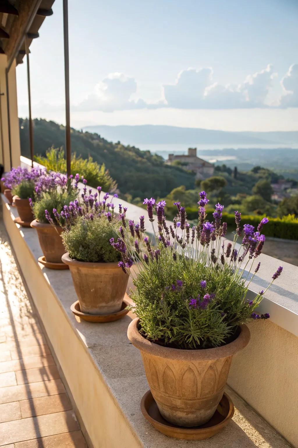 Lavender plants adding a calming ambiance to the outdoor space.