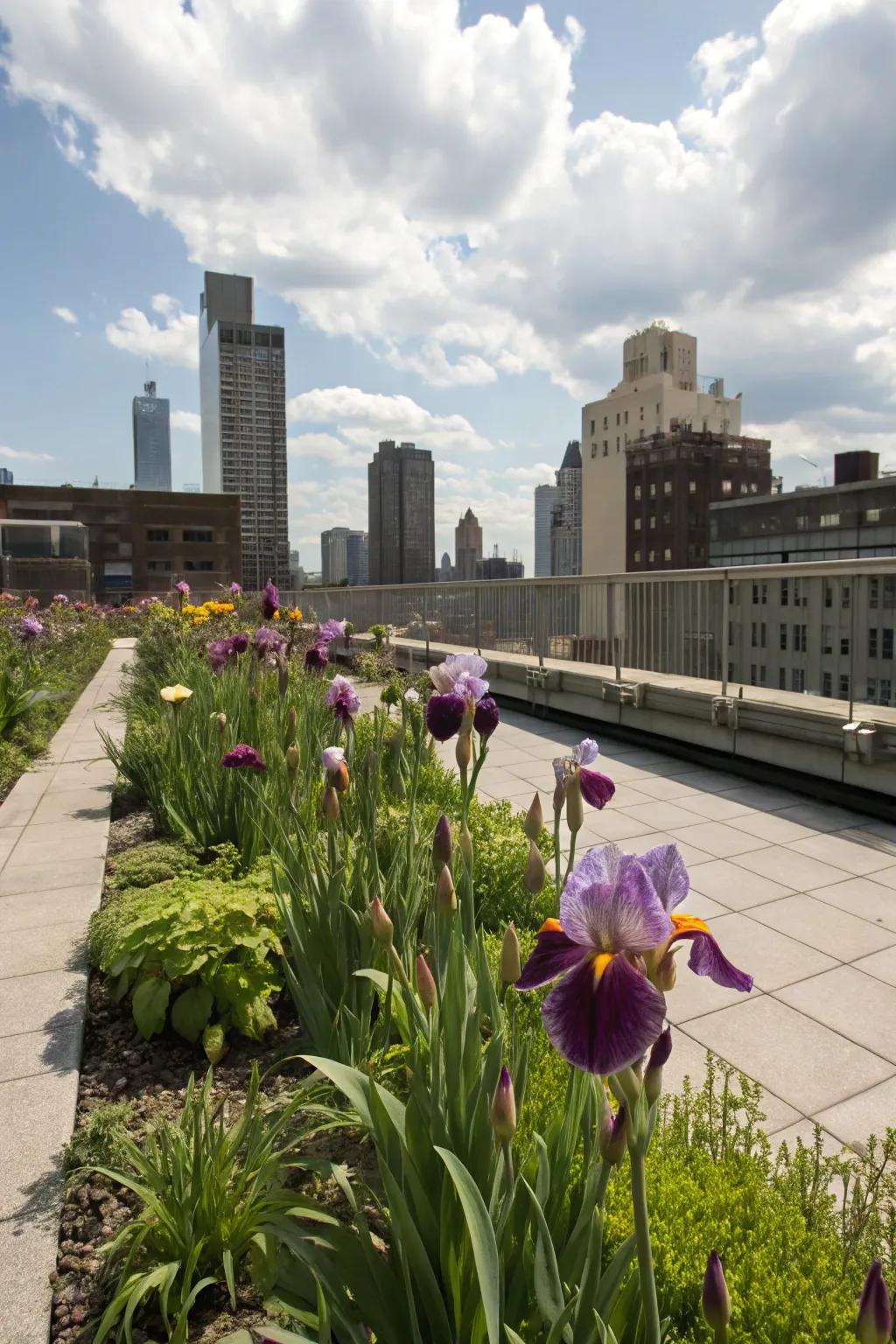 Glimmer flowers contributing vibrant color to an urban rooftop garden.