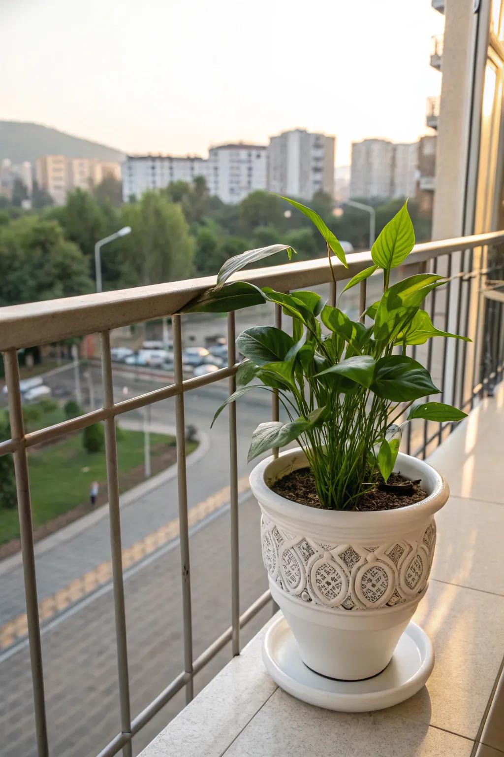 Introduce greenery to his area with a fine china planting pot.