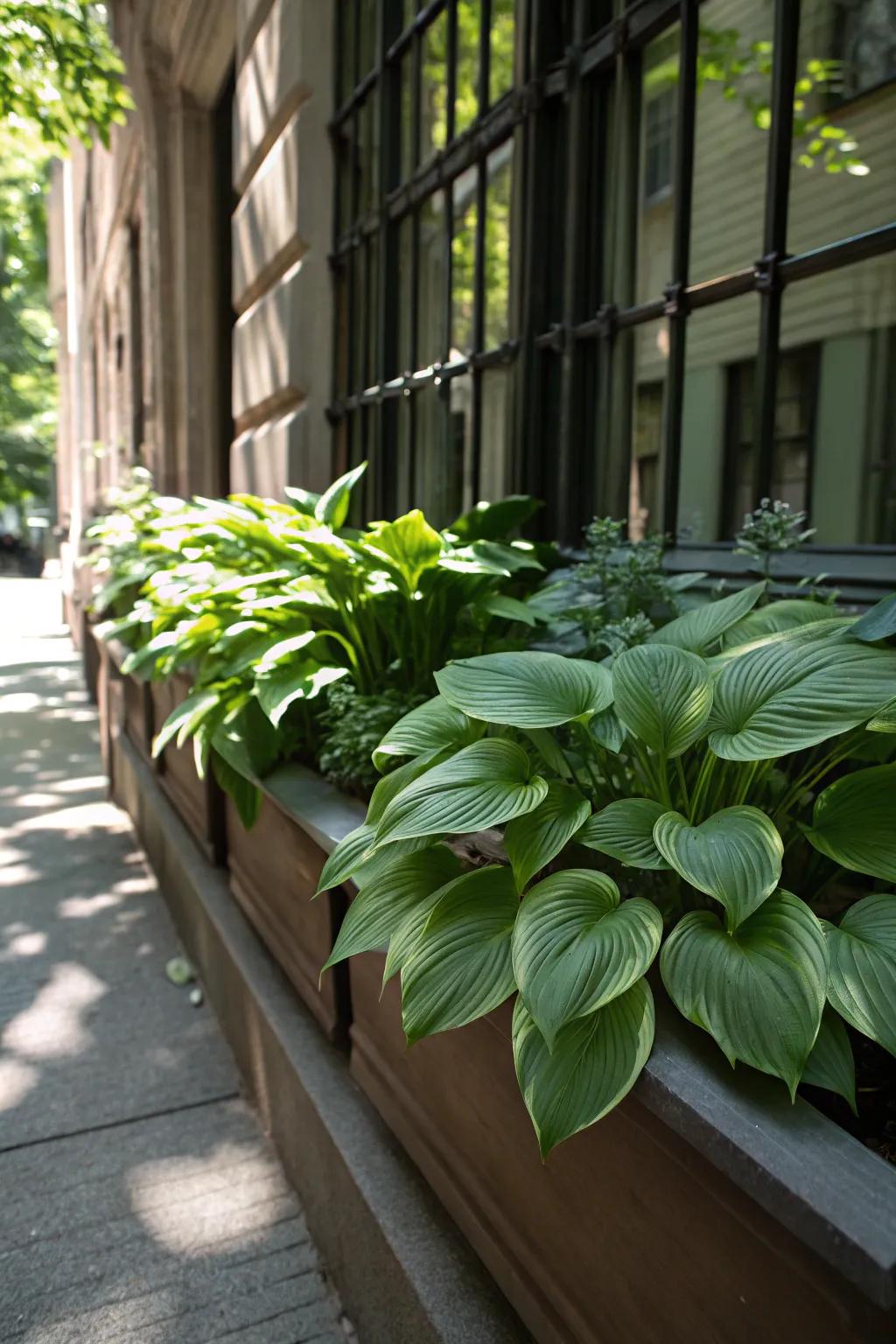Hostas provide elegant foliage for a lush, green display.
