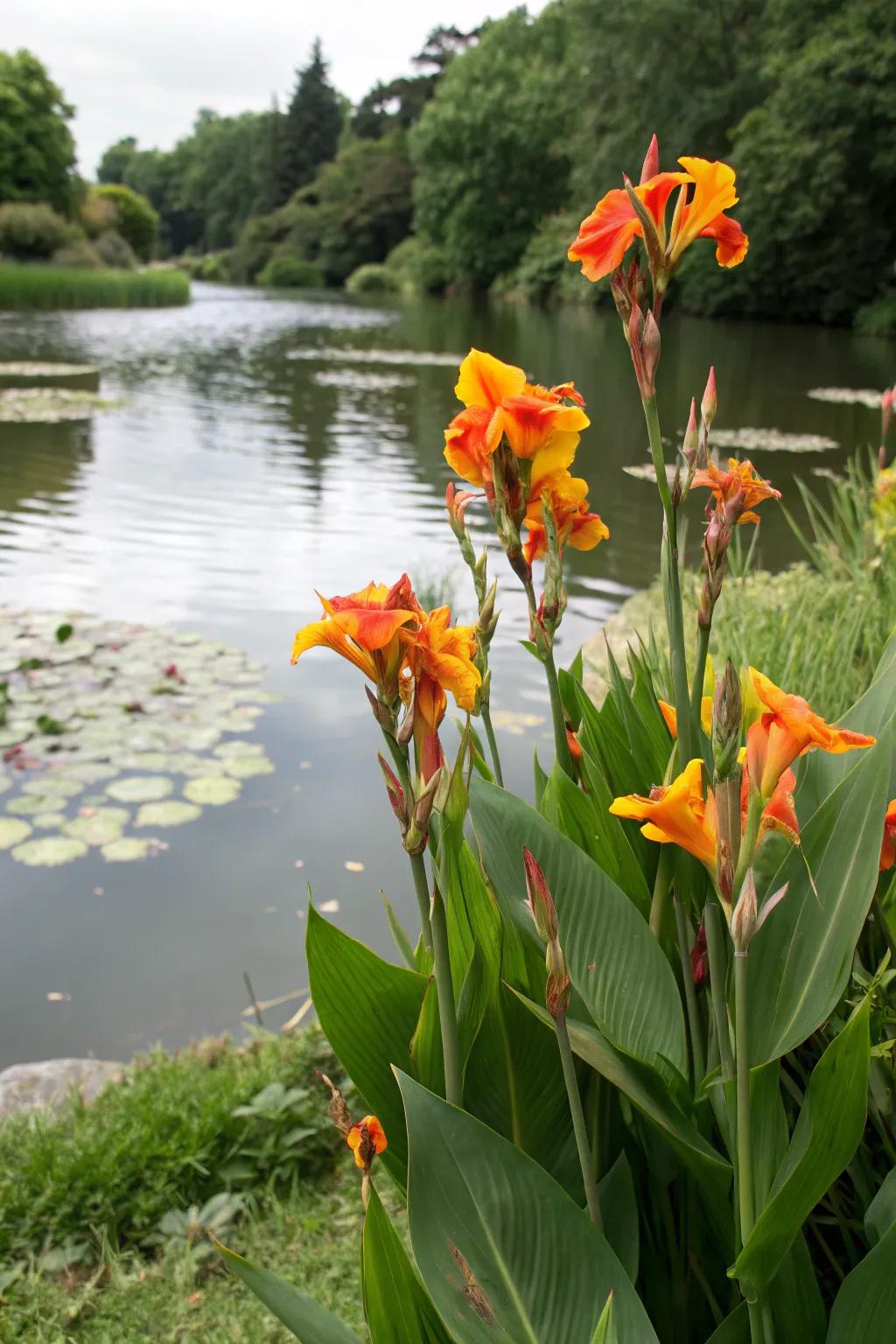 Incorporate canna lilies within watery settings.