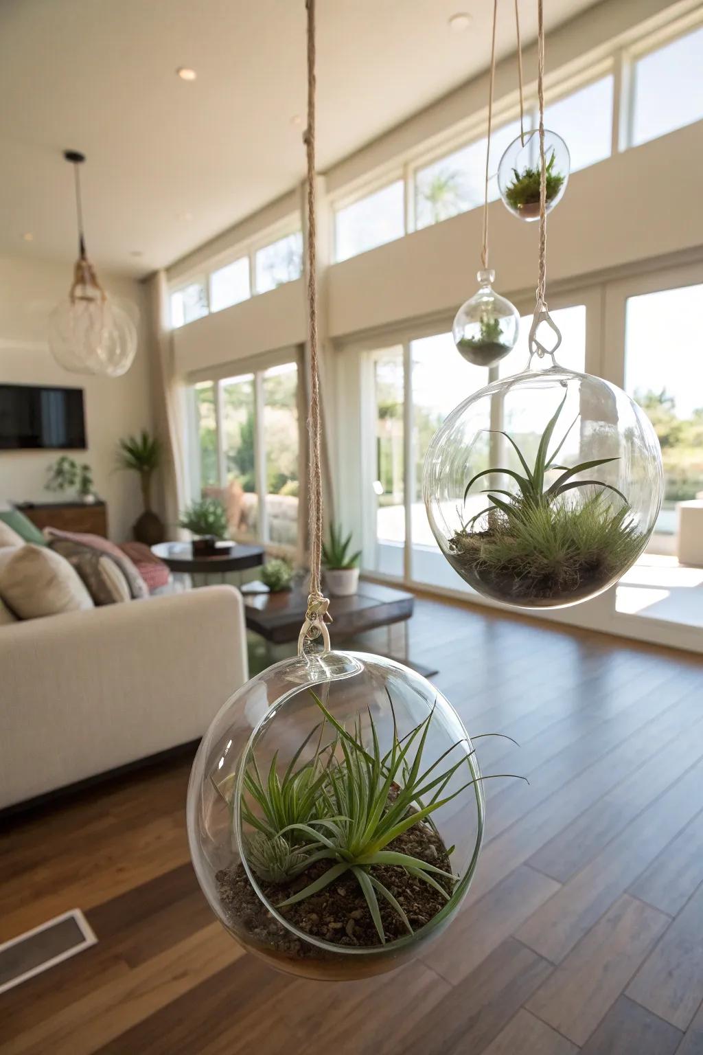 Air plants giving a contemporary and fun design element.