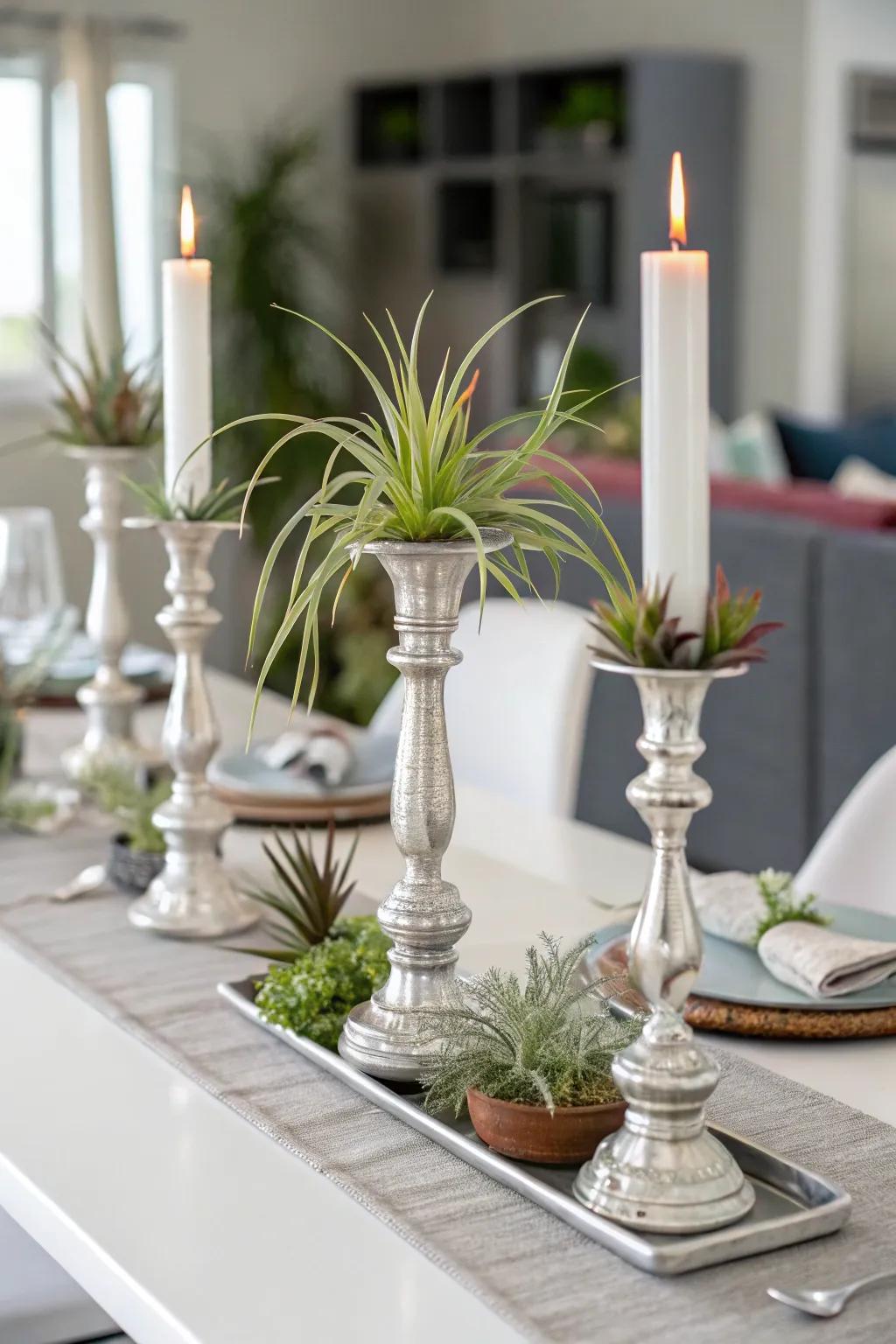 <strong>Air plants</strong> positioned on candlestick bases to deliver a stylish accent.” loading=”lazy” class=”pimg”>
	</picture><figcaption><strong>Air plants</strong> positioned on candlestick bases to deliver a stylish accent.</figcaption></figure>
<p>Adorn your candlestick bases with <strong>air plants</strong> to establish a stylish and unanticipated tabletop feature. It offers an uncomplicated means to uplift your décor.</p>
<h3>A few suggestions:</h3>
<ul class=