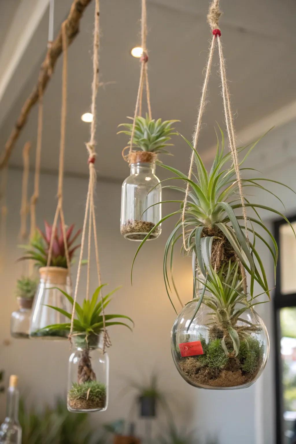 Uncover the adaptability of delicate sky plants.