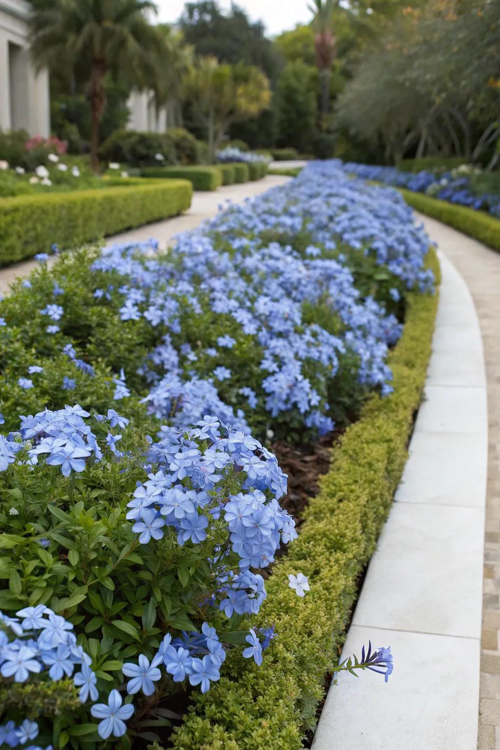 A structured garden bed bordered with cerulean blossom blooms.