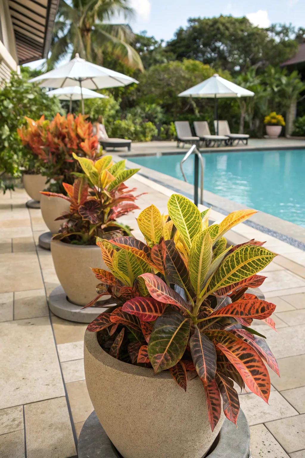 Crotons offer year-round color with their stunning foliage patterns.