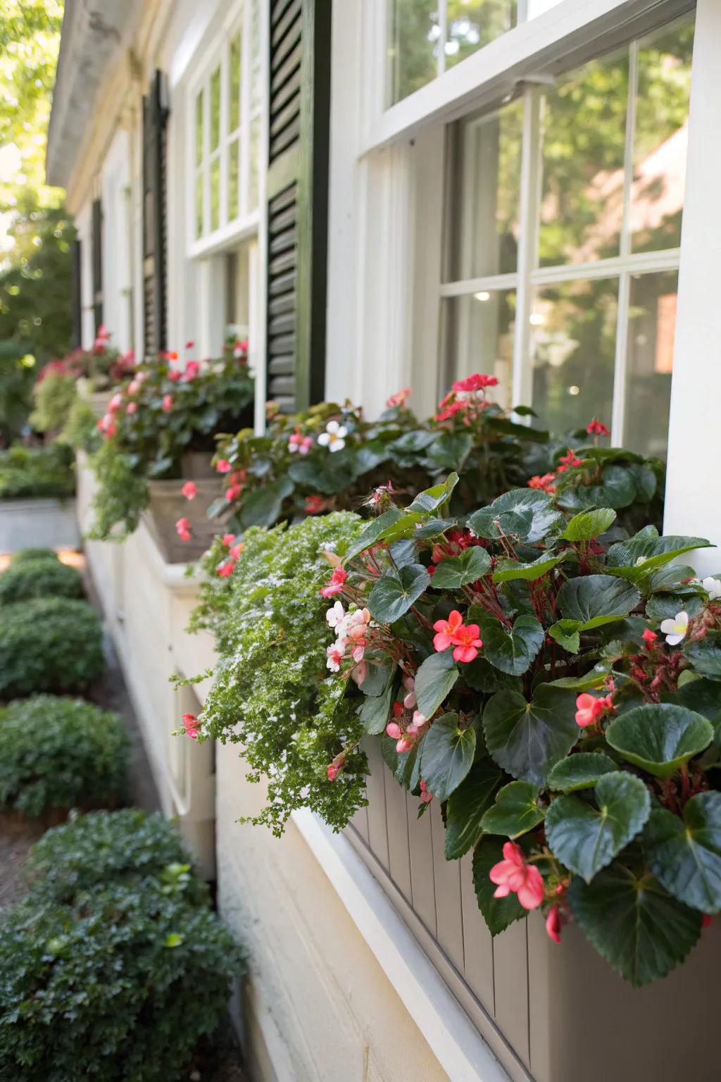 Wax begonias have a glossy appeal and bloom continuously.