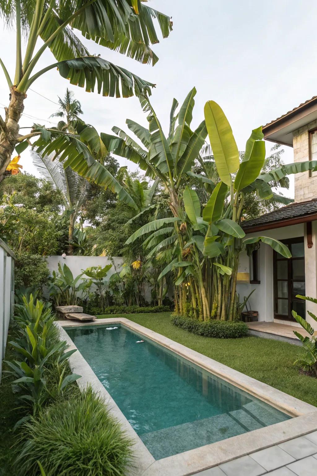Design your personal tropical escape with banana trees by the pool.
