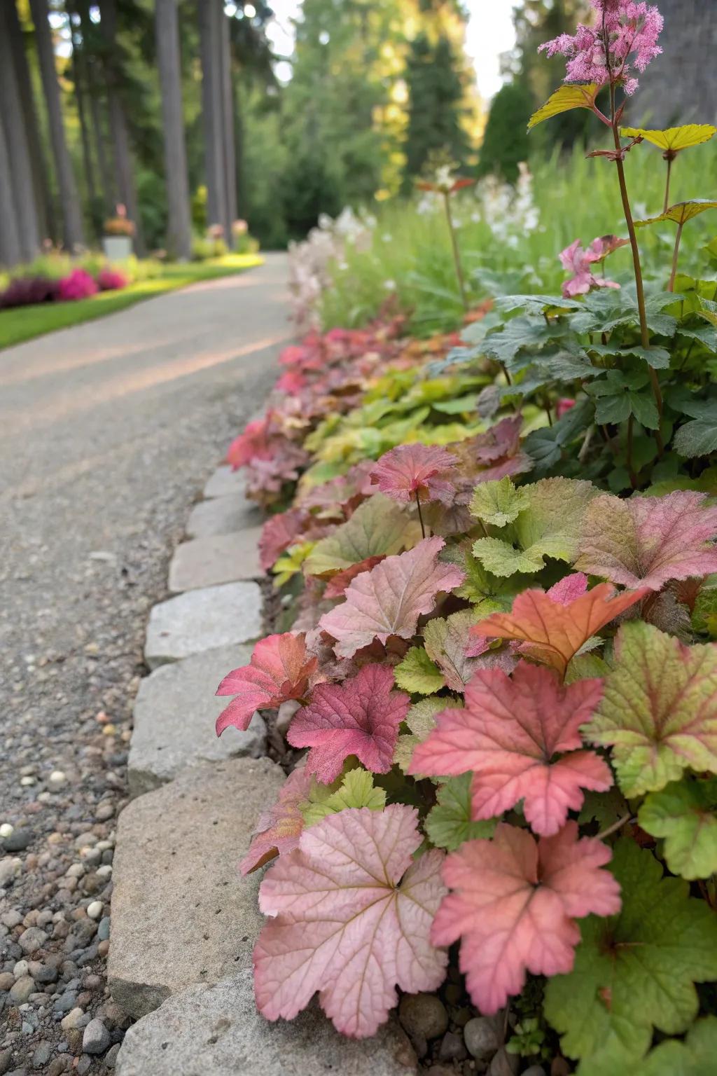 Huecheras are used to add vibrant color as borders for garden trails.