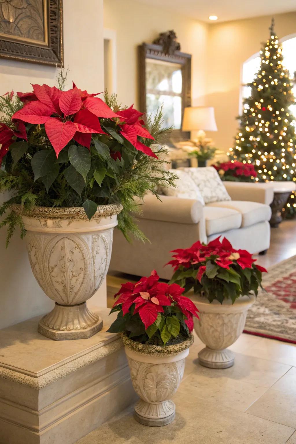 Sophisticated poinsettias introducing natural beauty to the dwelling.