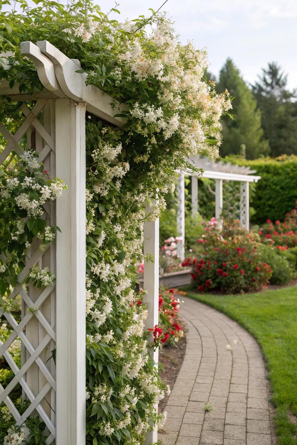 Partition and conquer your garden using a snow vine climbing frame.