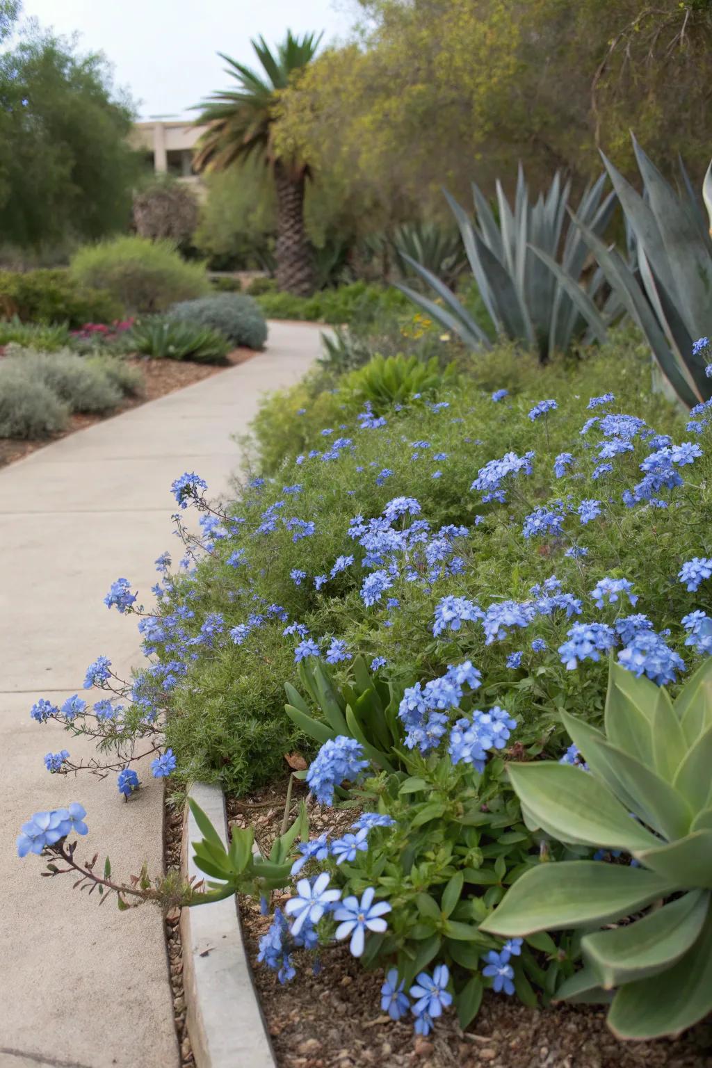 A garden expanse spotlighting a fusion of cerulean blossom and fleshy plant species.