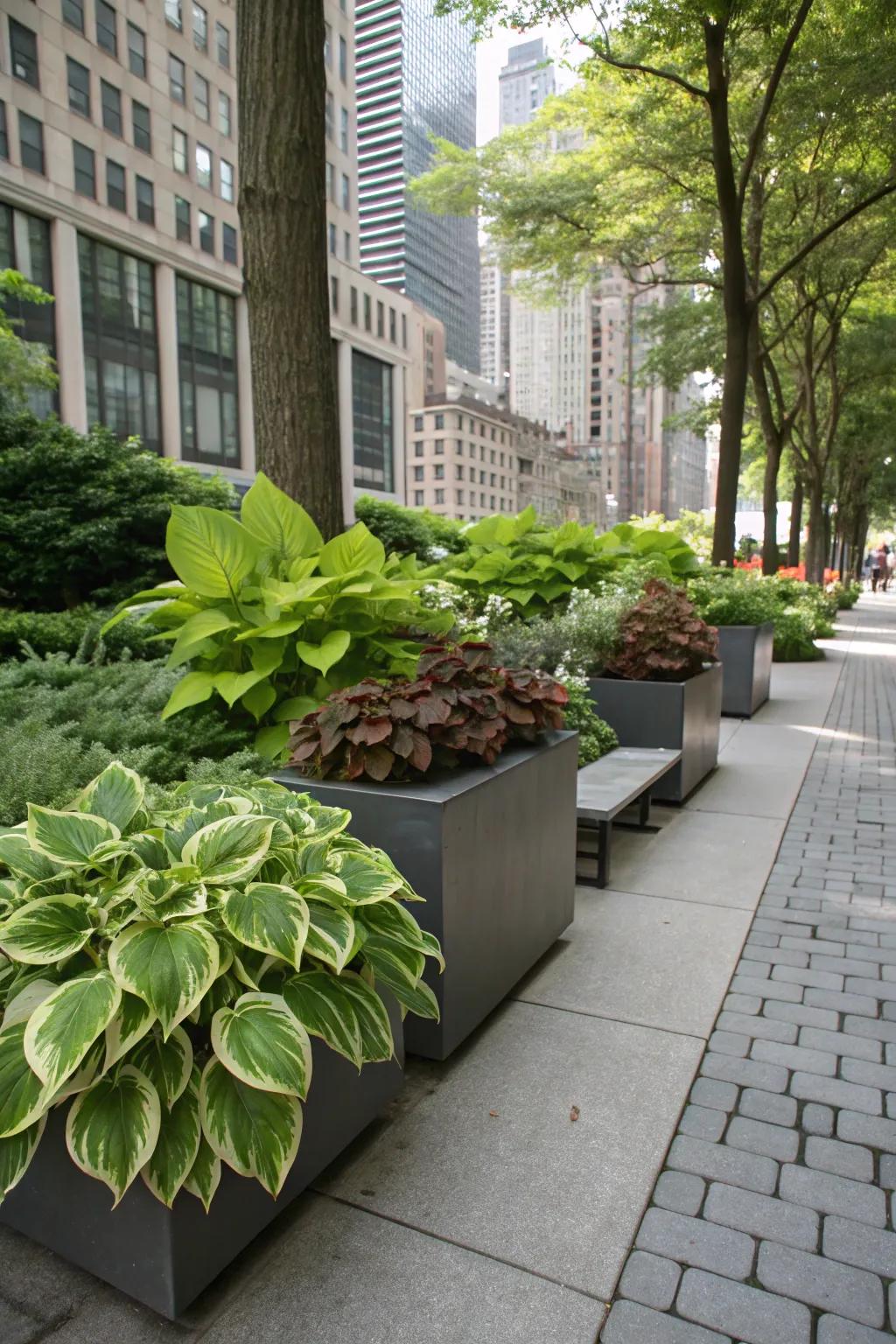 A shaded city garden featuring elegant metropolitan planters brimming with hostas and coleus.