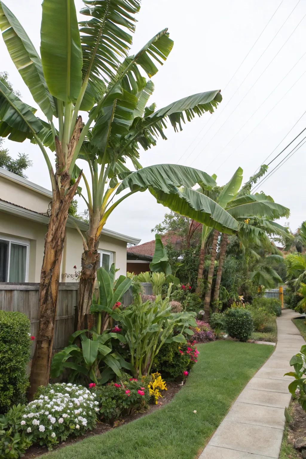 Safeguard your garden with banana trees as natural windbreaks.
