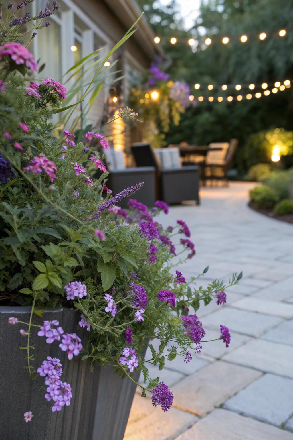 Verbena and summer lilac fashion a stunning partnership in a pot garden.