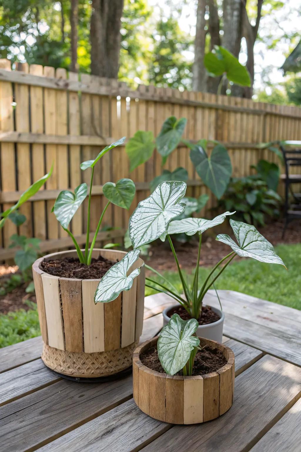 Untreated timber containers append rustic allure to caladium displays.