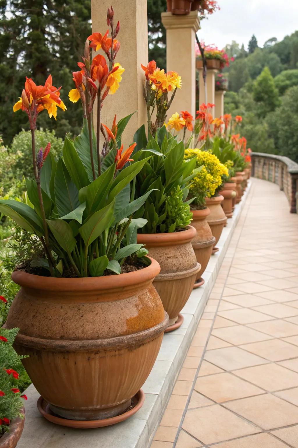 Ginger blossoms displayed in classic earthenware pots for a timeless charm.