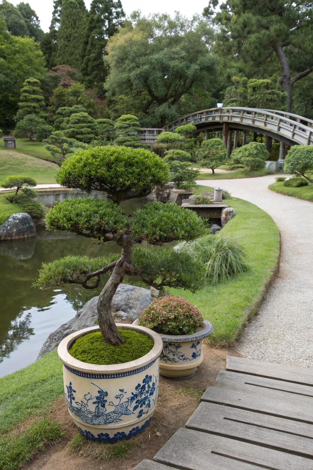 Bonsai trees presented in ceramic containers within a Japanese garden.