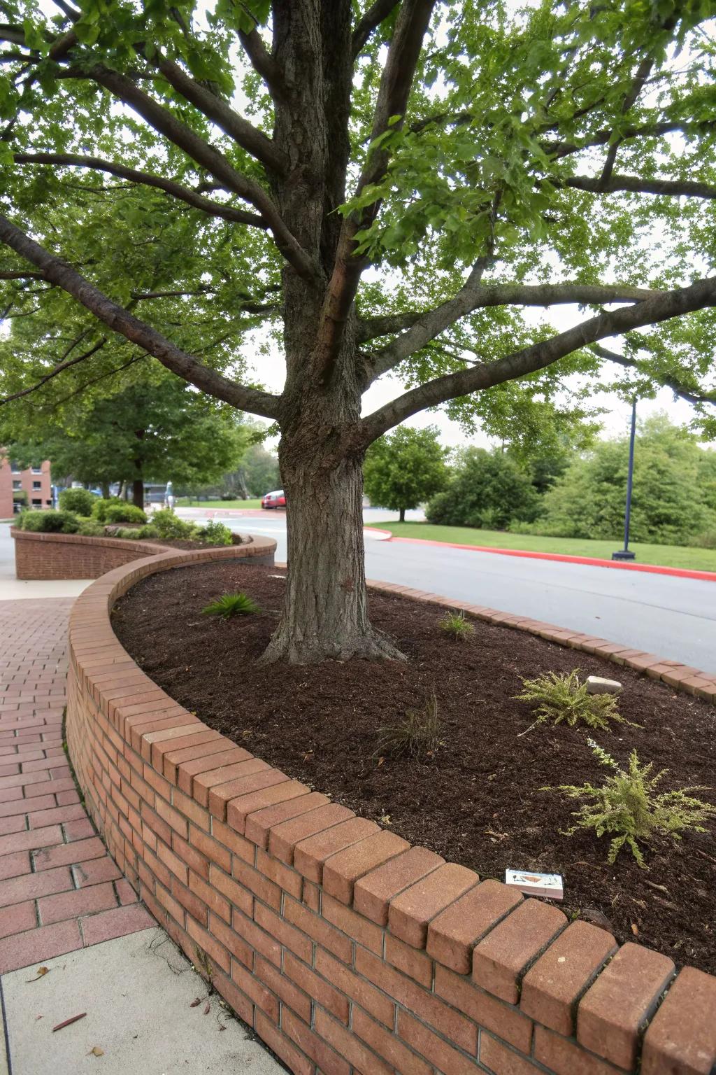 Brick or stone bordering offers a tidy, defined boundary for trees.