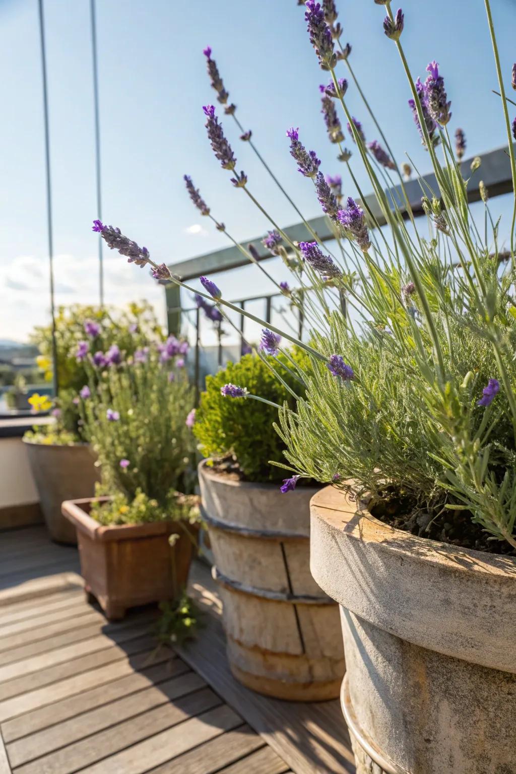 An odoriferous and exquisite lavender botanical space.