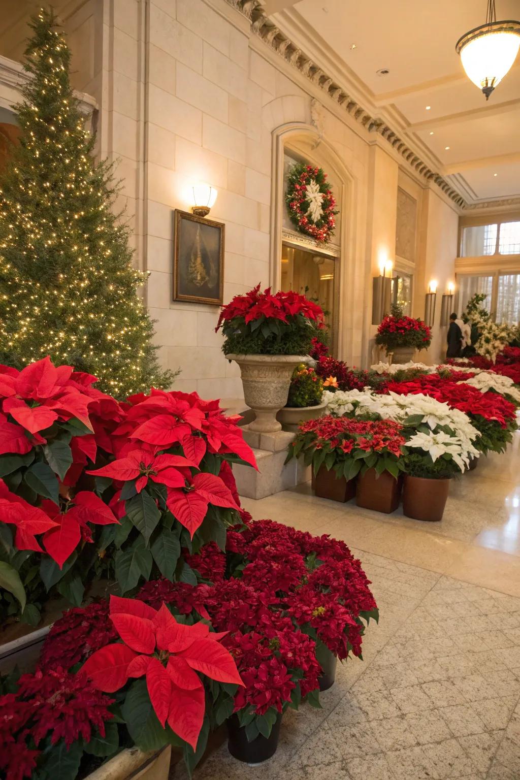 Vibrant poinsettias adding festive color to the room.