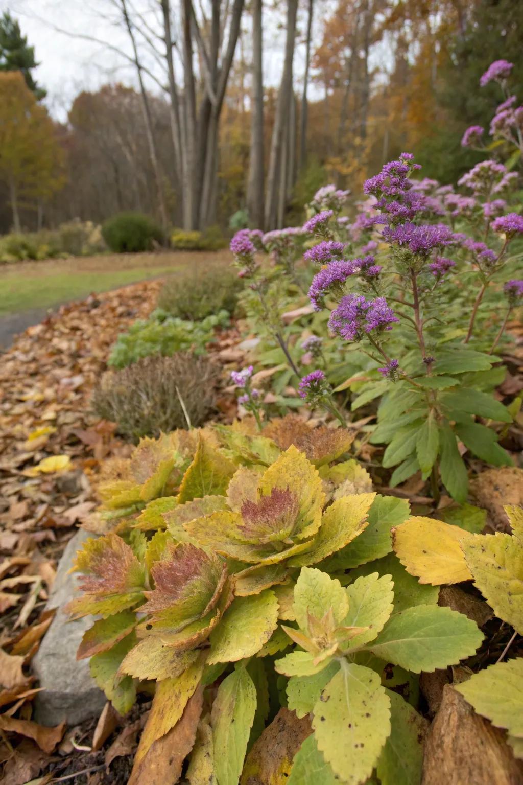 Hylotelephium spectabile and summer lilac usher in a hint of fall enchantment.