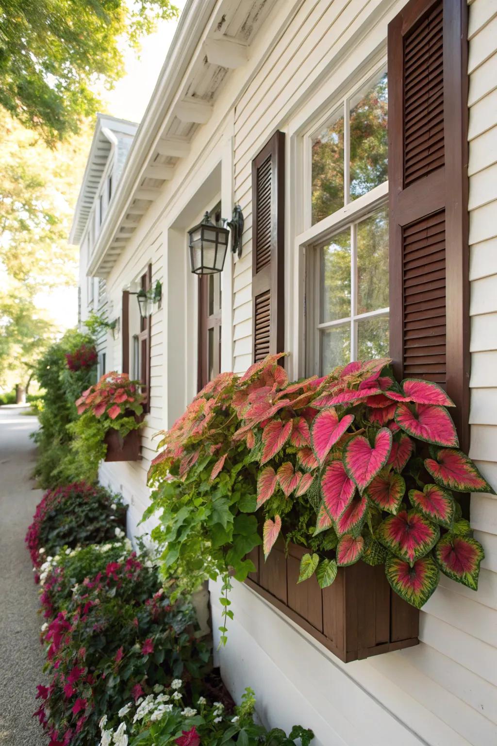 Window boxes featuring caladiums contribute to your home's curb appeal.