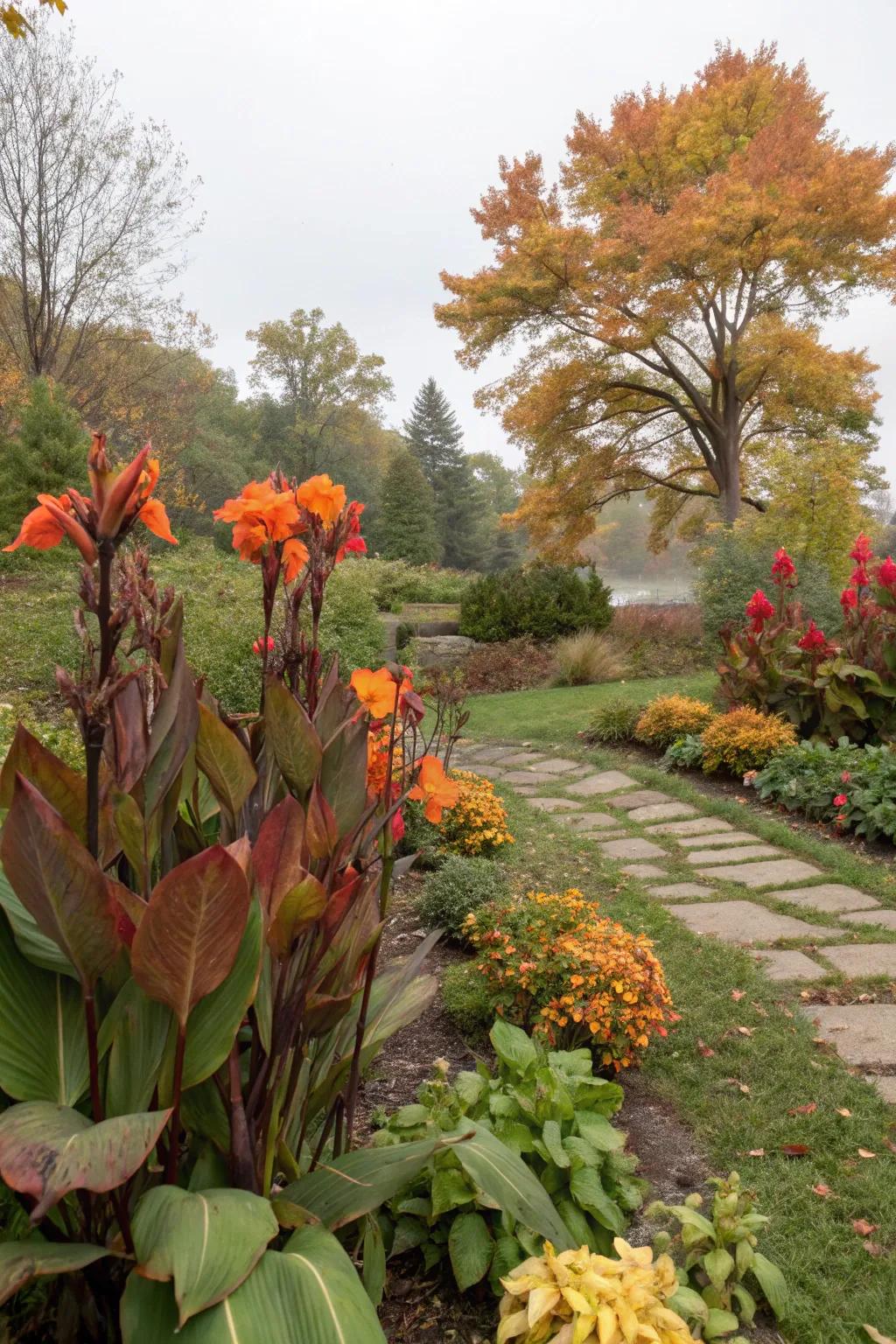 Throughout seasonal transitions, canna lilies sustain color.