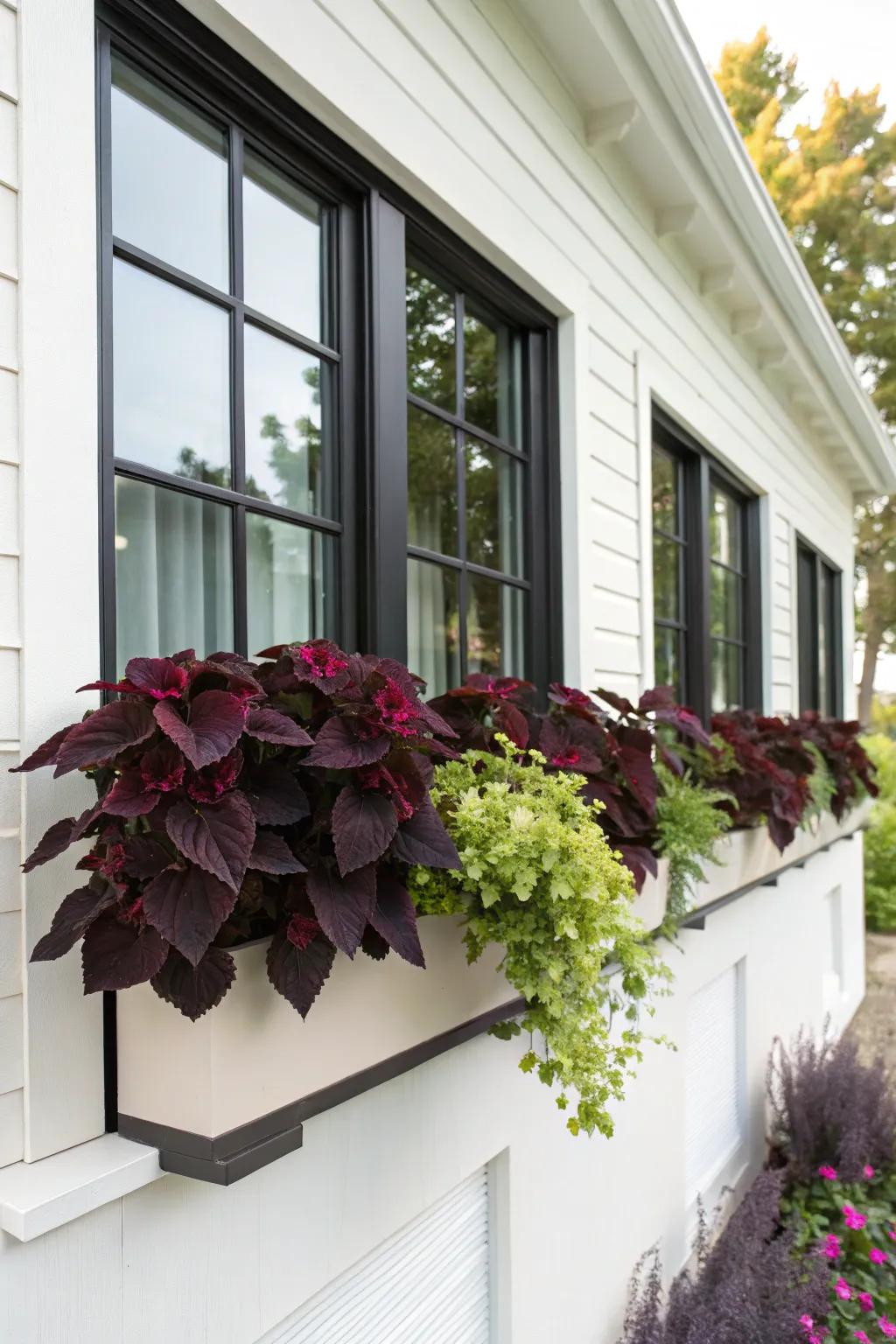 Dark painted nettle foliage adds dramatic contrast to window boxes.