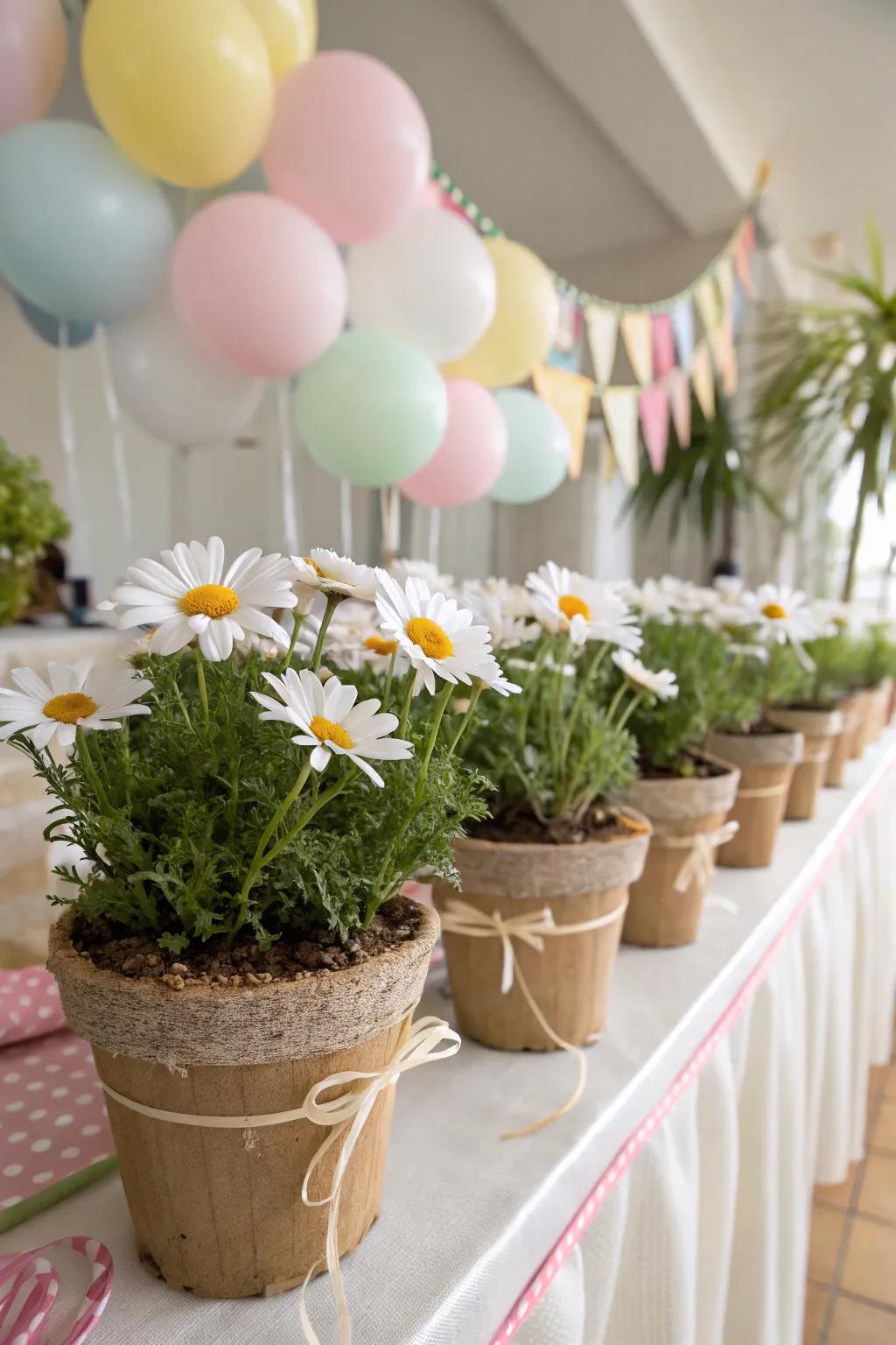 Decide on environmentally friendly daisy decorations.