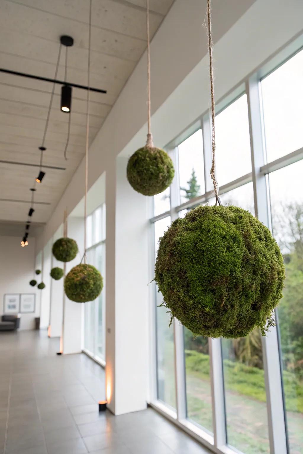 Kokedama moss balls giving a special and artistic element.