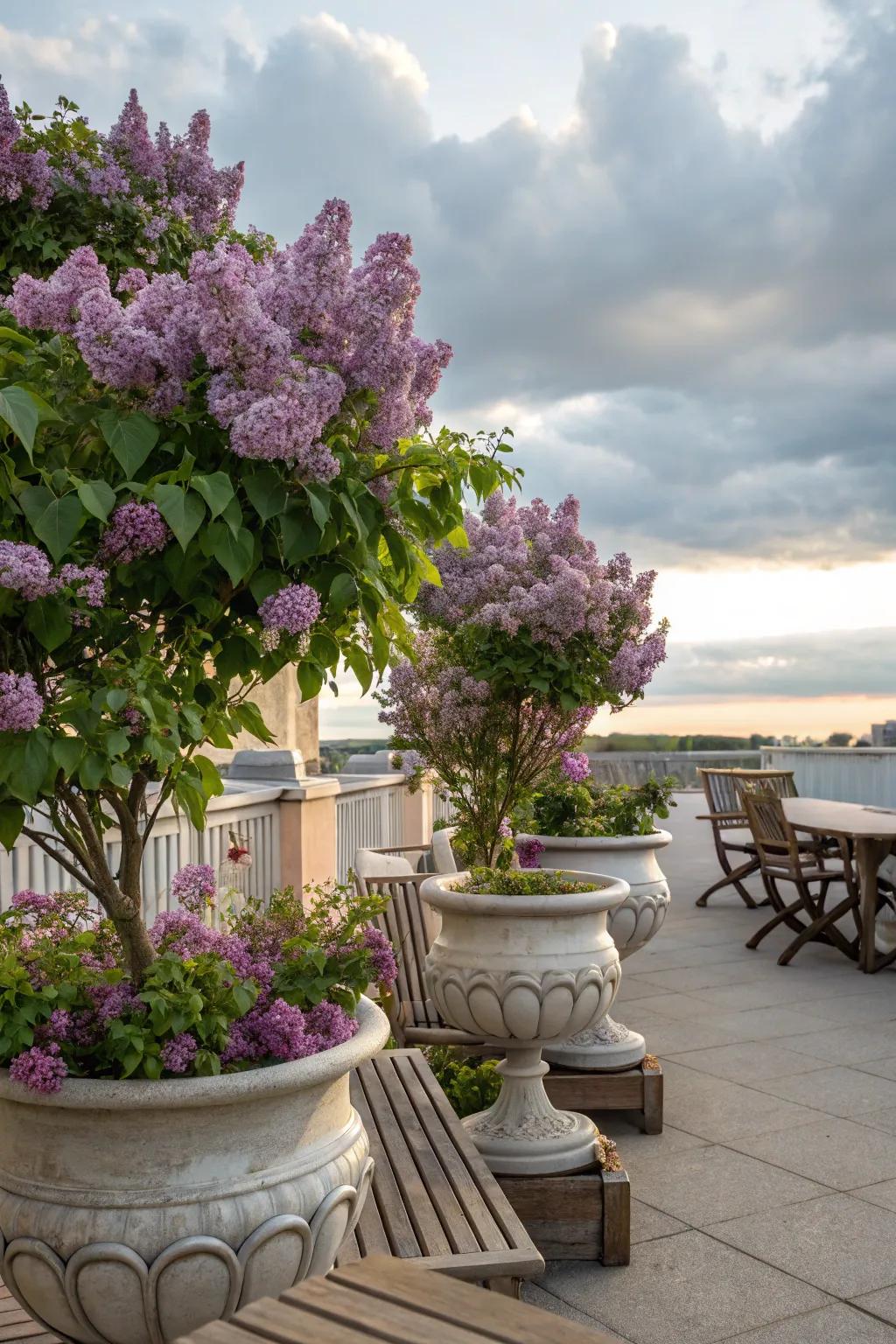 Container-cultivated lilacs proffer versatility and beauty on patios.