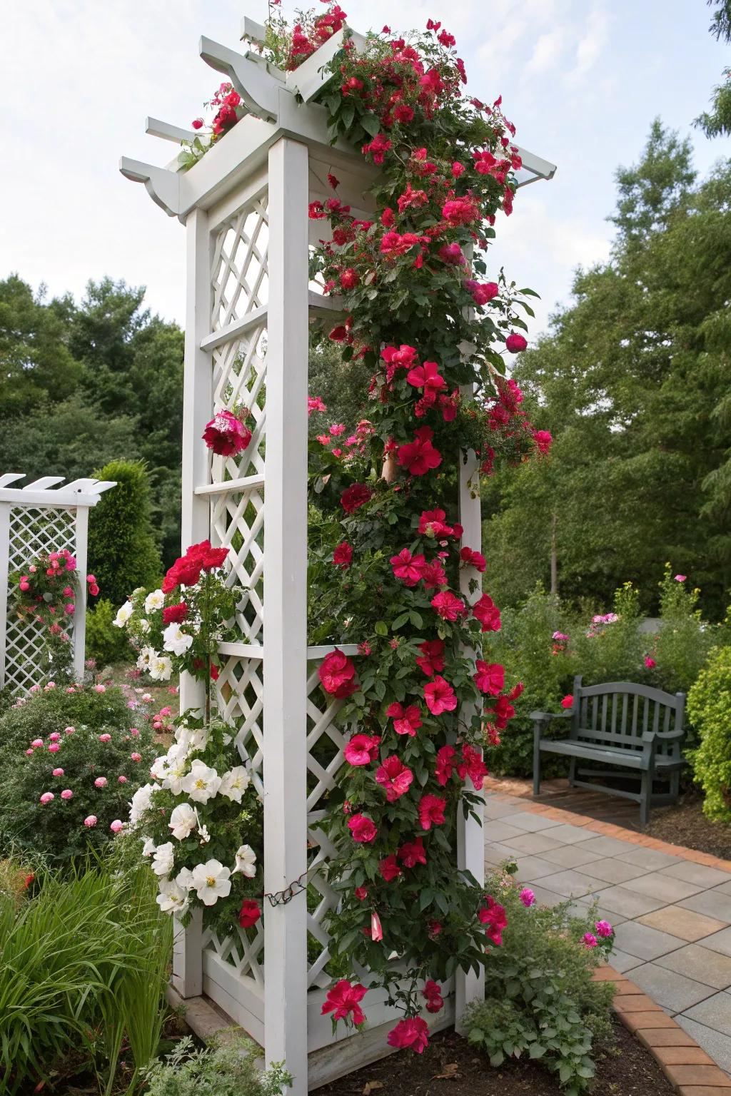 A seasonal themed trellis adds festive charm to a garden with blossoming <strong><em>Dipladenia splendens</em></strong>.” loading=”lazy” class=”pimg”>
	</picture><figcaption>A seasonal themed trellis adds festive charm to a garden with blossoming <strong><em>Dipladenia splendens</em></strong>.</figcaption></figure>
<p>Adorn your trellis with seasonal decorations to enhance the <strong><em>Dipladenia splendens</em></strong>. It’s a delightful method to keep your garden vibrant and festive year-round, mirroring the shifting seasons.</p>
<h3>Possibly helpful picks:</h3>
<ul class=